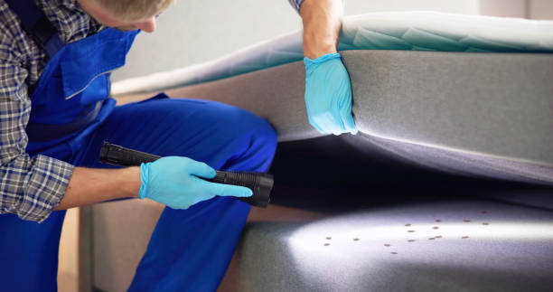 Best Local Pest Control Services  in Clute, TX