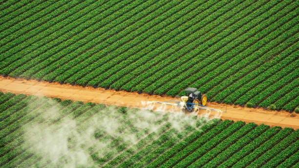 Insect Control in Clute, TX