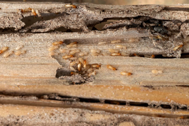 Best Pest Control for Businesses  in Clute, TX