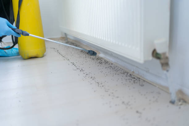Best Residential Pest Control  in Clute, TX
