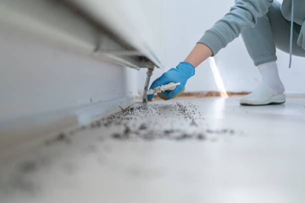 Best Pest Removal Services  in Clute, TX